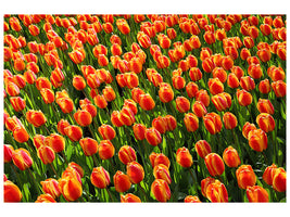 canvas-print-tulip-field-in-orange