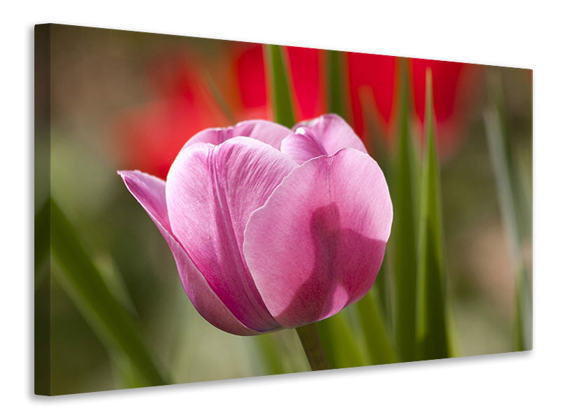 canvas-print-tulip-pretty-in-pink