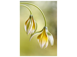 canvas-print-tulipa-x