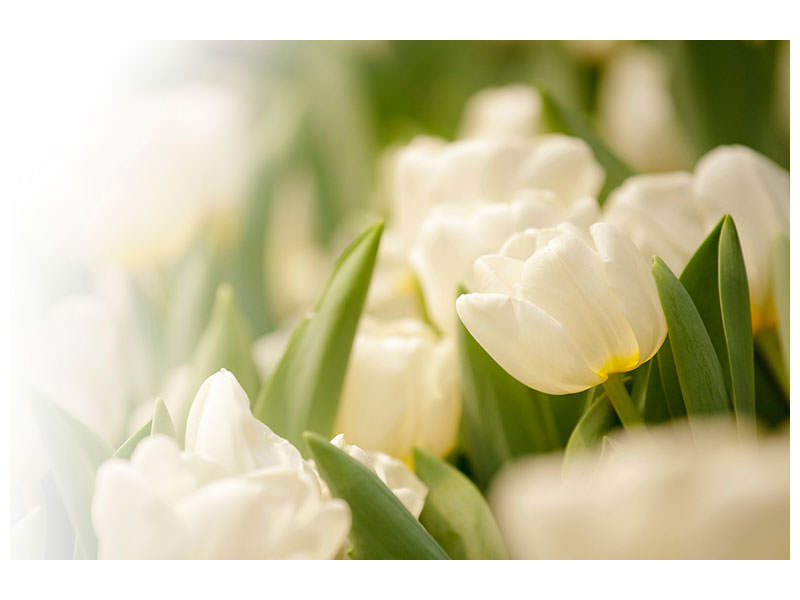 canvas-print-tulips-perspective