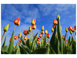 canvas-print-tulips-tower-to-the-sky