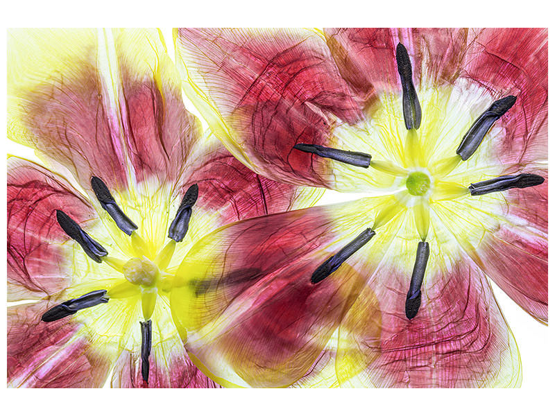 canvas-print-tulips