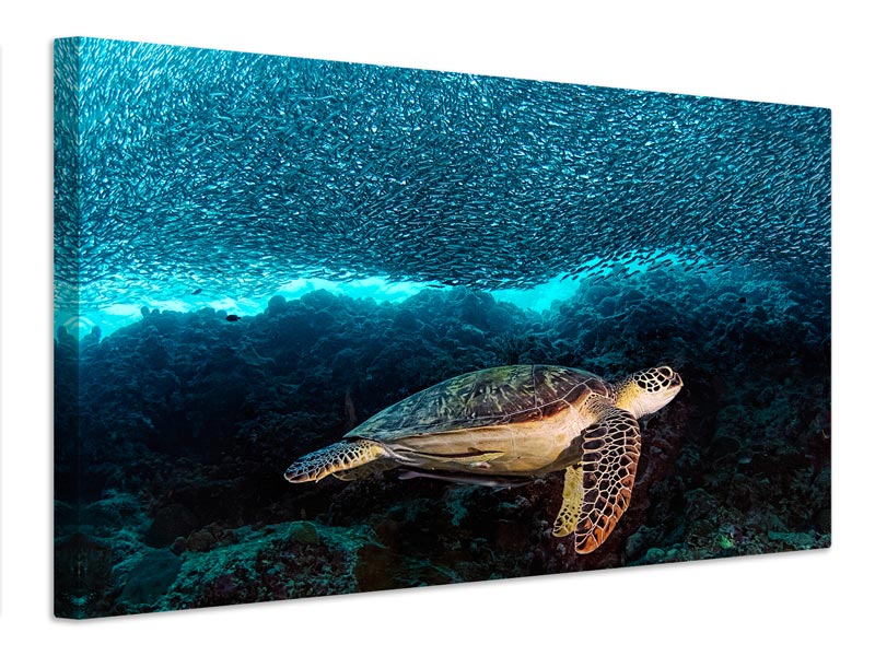 canvas-print-turtle-and-sardines-x