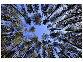 canvas-print-under-high-treetops