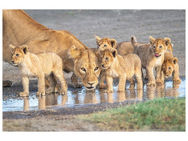 canvas-print-wariness-at-the-water-hole-x