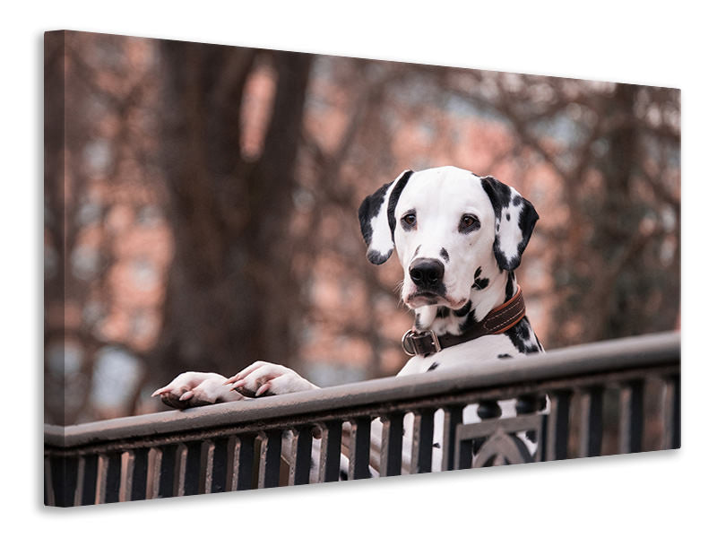 canvas-print-watchful-dalmatian