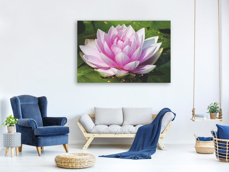 canvas-print-water-lily-in-pink