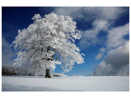 canvas-print-white-windbuche-in-black-forest-x