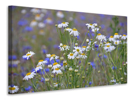 canvas-print-wild-flower-meadow