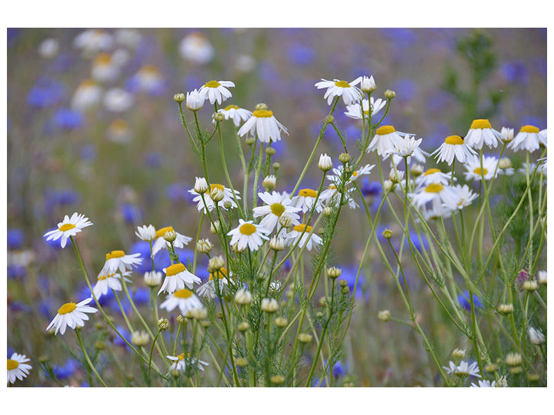 canvas-print-wild-flower-meadow