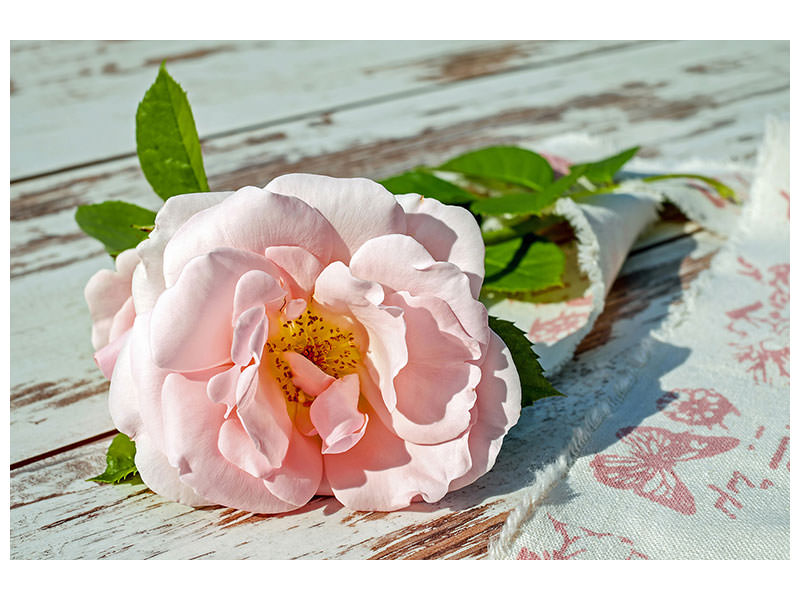 canvas-print-wild-rose-in-pink