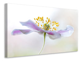 canvas-print-wood-anemone