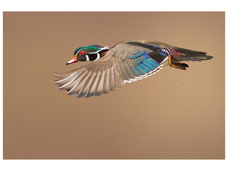 canvas-print-wood-duck-x