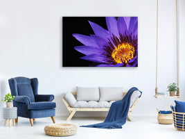 canvas-print-xl-water-lily-in-purple