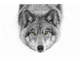 canvas-print-yellow-eyes-timber-wolf-x