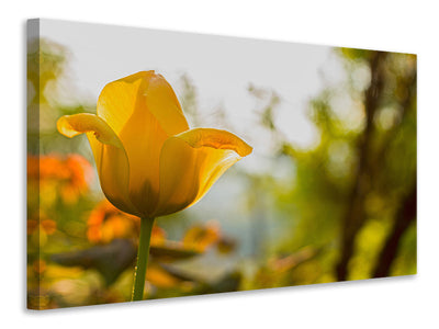 canvas-print-yellow-tulip-in-the-nature