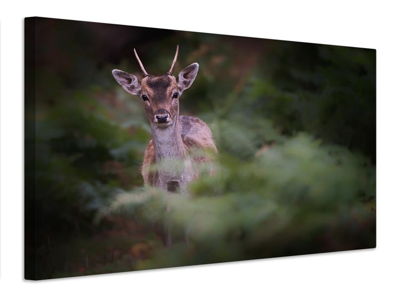 canvas-print-young-fallow-deer-x