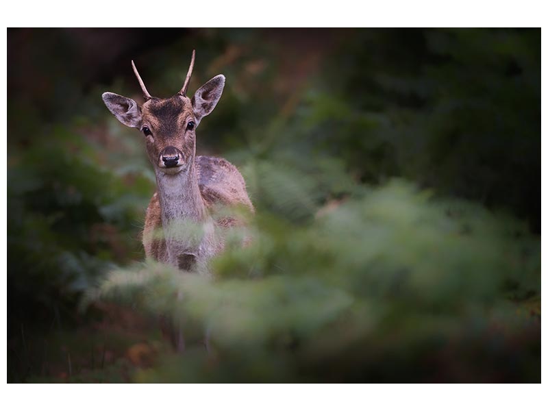 canvas-print-young-fallow-deer-x