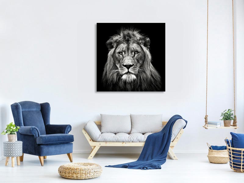 canvas-print-young-male-lion-x