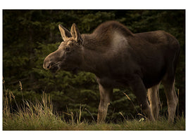 canvas-print-young-moose-on-the-loose