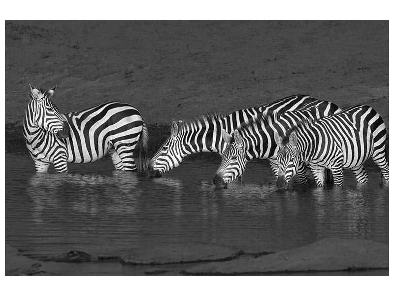 canvas-print-zebras-drinking-x