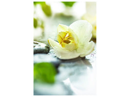 canvas-print-zen-orchid