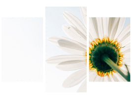 modern-3-piece-canvas-print-a-daisy