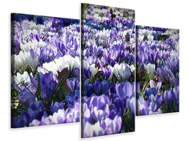 modern-3-piece-canvas-print-a-field-full-of-crocuses