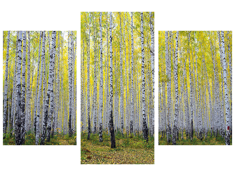 modern-3-piece-canvas-print-autumnal-birch-forest