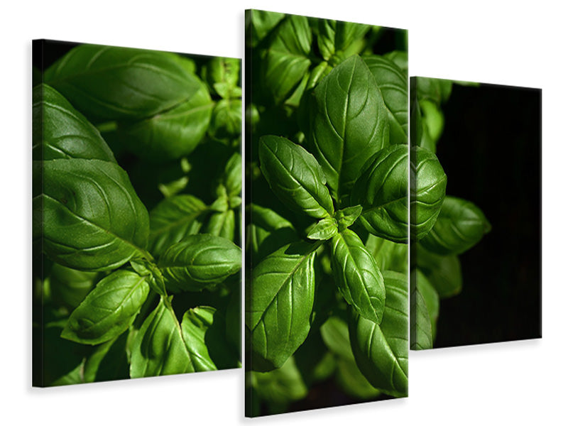 modern-3-piece-canvas-print-basil-in-xl