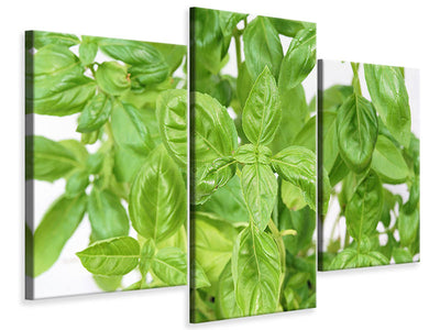 modern-3-piece-canvas-print-basil-in-xxl