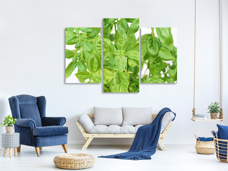 modern-3-piece-canvas-print-basil-in-xxl