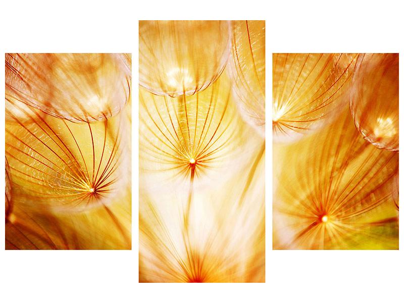 modern-3-piece-canvas-print-close-up-dandelion-in-light