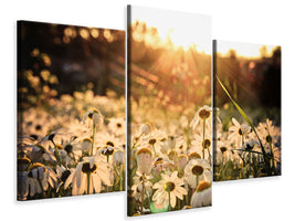 modern-3-piece-canvas-print-daisies-at-sunset