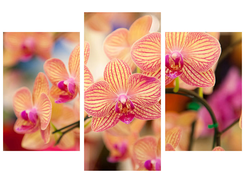 modern-3-piece-canvas-print-exotic-orchids