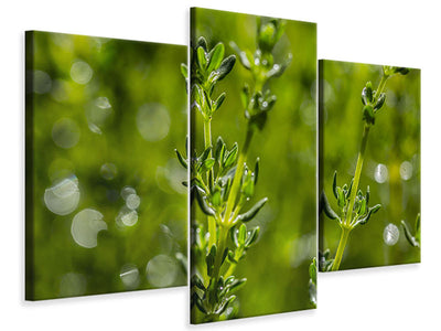 modern-3-piece-canvas-print-fresh-thyme