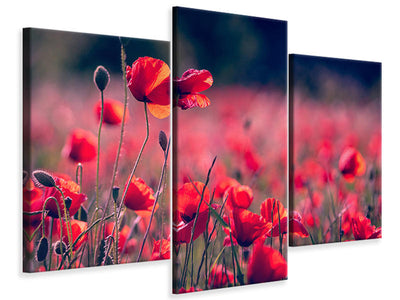 modern-3-piece-canvas-print-in-the-poppy-field