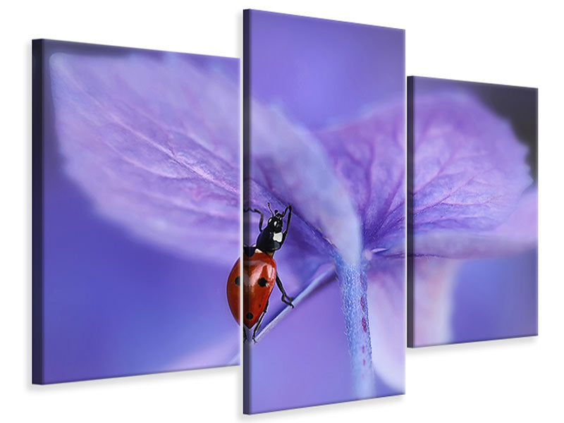 modern-3-piece-canvas-print-ladybird-on-purple-hydrangea