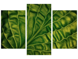 modern-3-piece-canvas-print-leaf-of-a-hosta