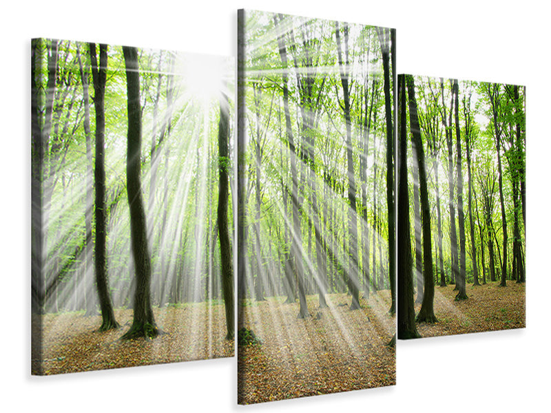 modern-3-piece-canvas-print-magic-light-in-the-trees