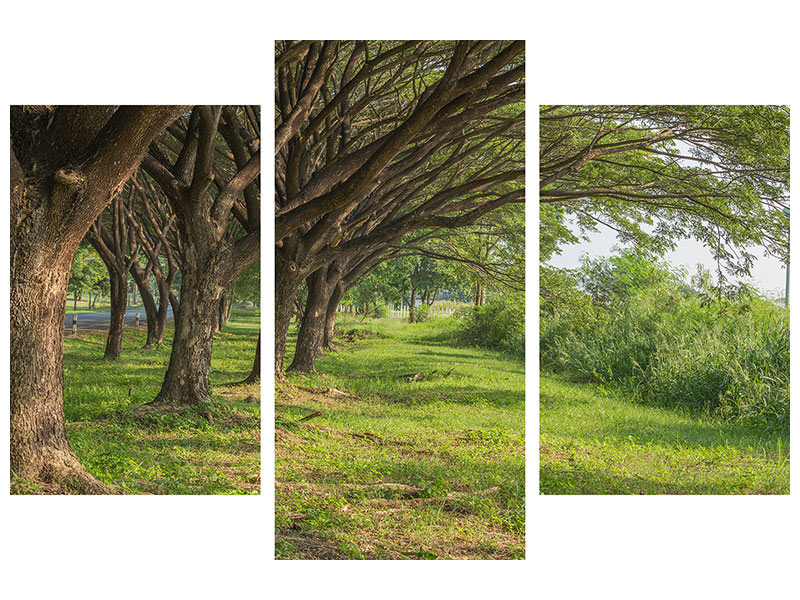 modern-3-piece-canvas-print-mature-trees