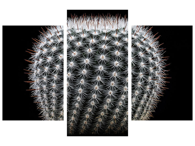 modern-3-piece-canvas-print-notocactus-scopa-ii