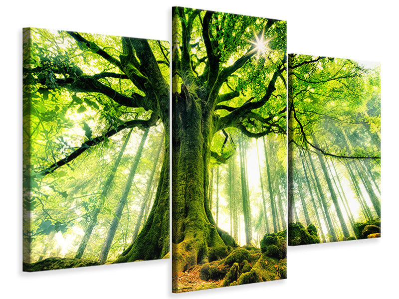 modern-3-piece-canvas-print-ponthus-beech