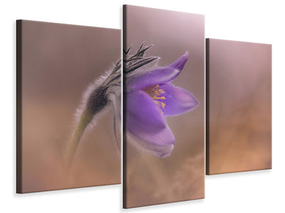 modern-3-piece-canvas-print-pulsatilla-vulgaris