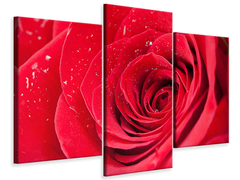 modern-3-piece-canvas-print-red-rose-in-morning-dew