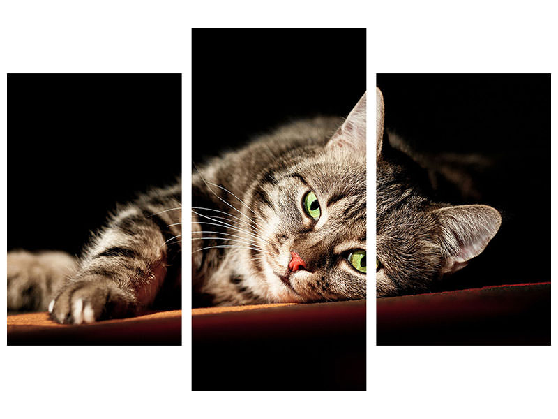 modern-3-piece-canvas-print-relaxed-cat