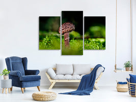 modern-3-piece-canvas-print-strobilomyces-strobilaceus