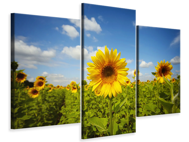 modern-3-piece-canvas-print-summer-sunflowers