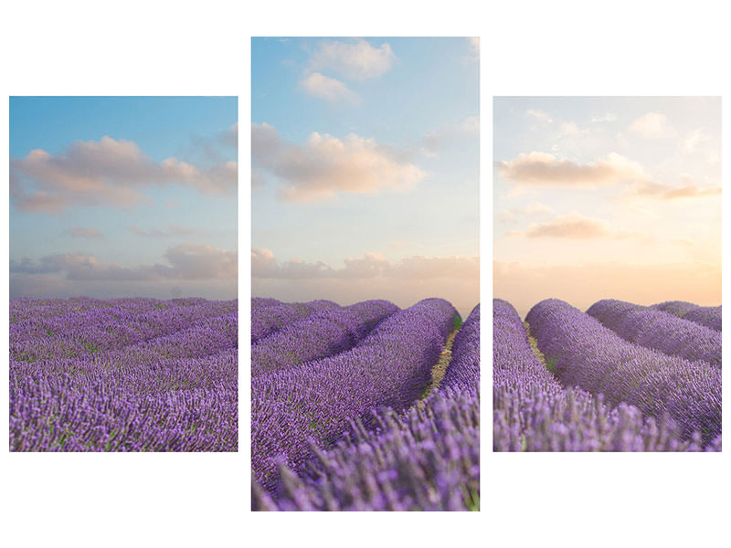 modern-3-piece-canvas-print-the-blooming-lavender-field