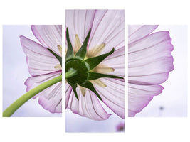 modern-3-piece-canvas-print-the-cosmos-flower